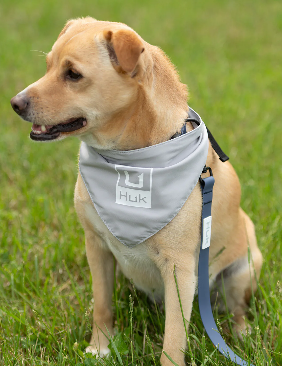 Dog Bandana - Image 4